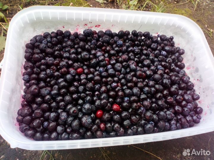 Голубика русская сладкая крупная замороженная