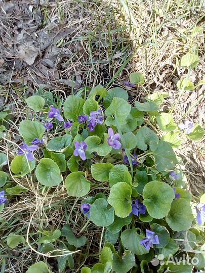 Растения для альпийской горки