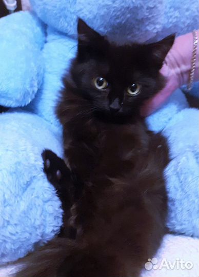 Отдам котят мальчиков