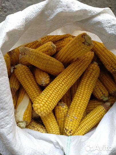 Кукуруза