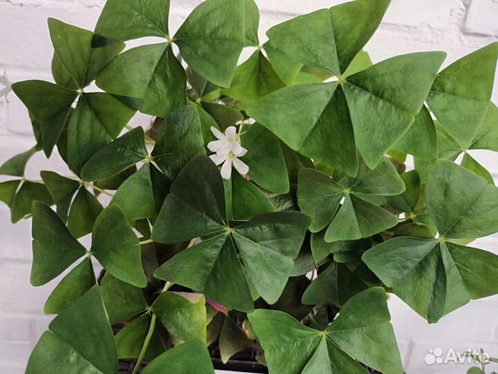 Оксалис/ кислица