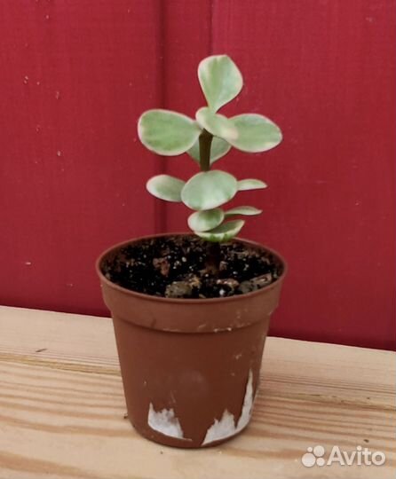 Суккуленты разные