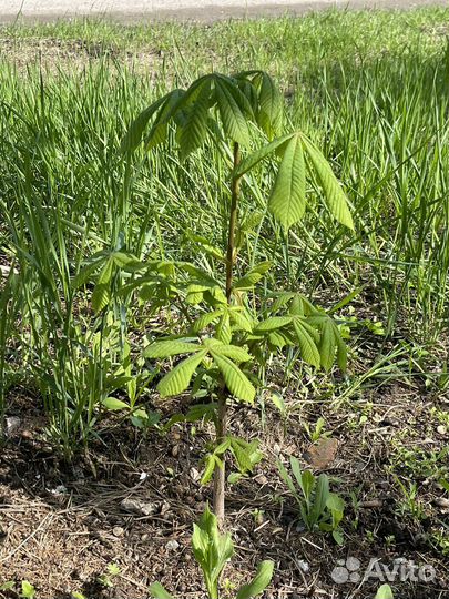 Растения для сада