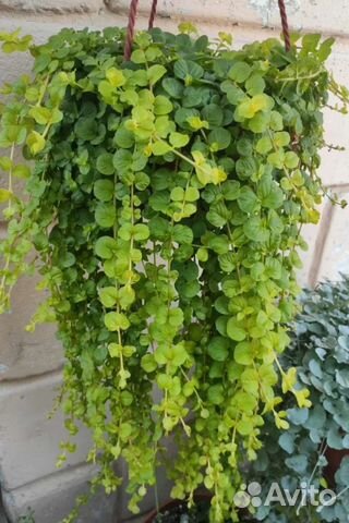 Вербейник монетчатый ампельный купить в Анапе | Товары для дома и дачи ...