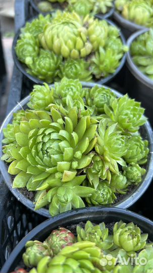 Молодило каменная роза