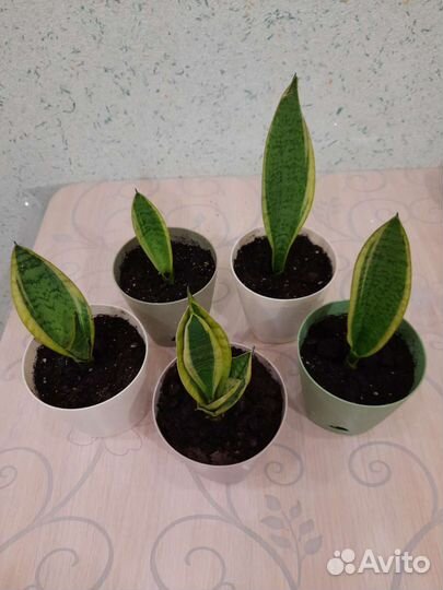 Сансевиерия