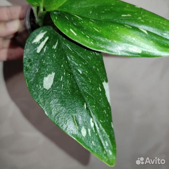 Монстера стадлеяна жёлтая и белая