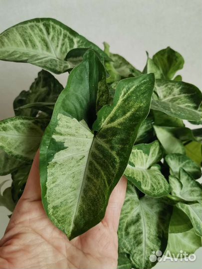 Сингониум Панда белая форма (Panda White Form)