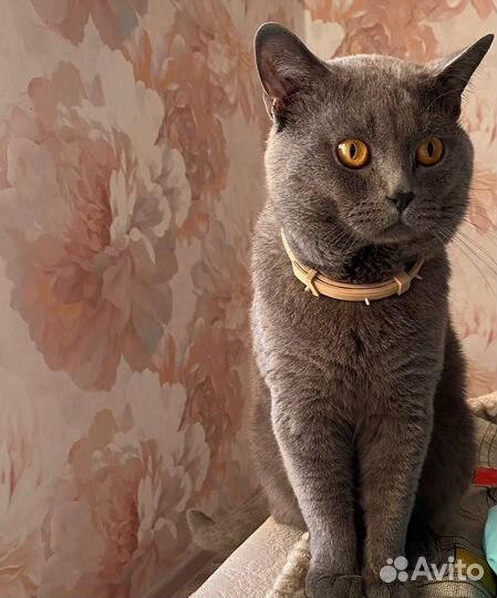 Животные в добрые руки