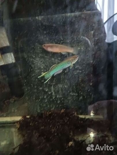 Аквариумные рыбки и растения