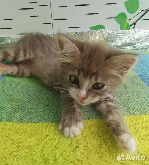 Котёнок Тиша