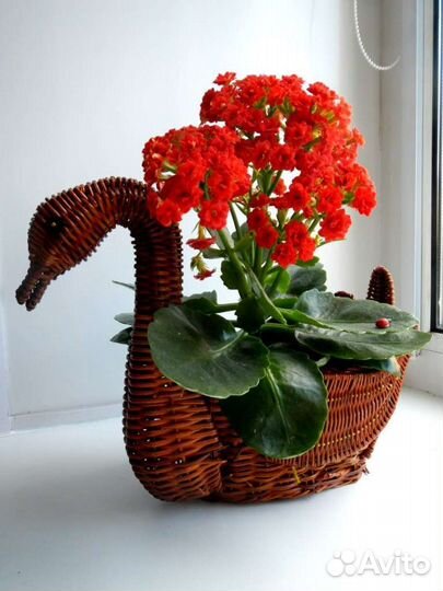 Каланхоэ цветущий