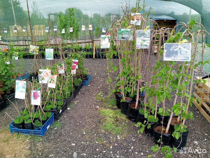 Саженцы Плодовых Деревьев, Хвойные,Цветы,2-х,3-х г