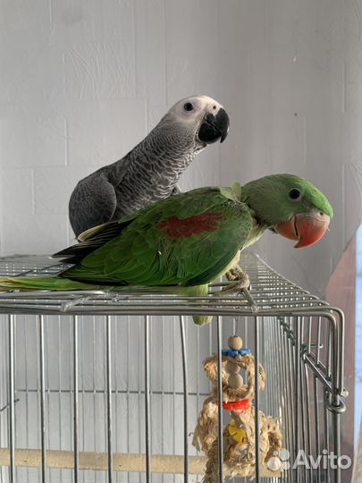 Выкормыши попугаев