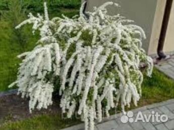 Спирея серая, дерен белый, лапчатка,будлея, калина