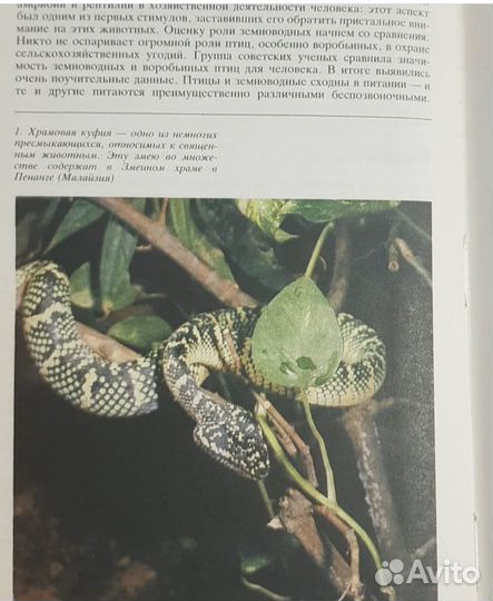 Террариум и его обитатели, Кудрявцев