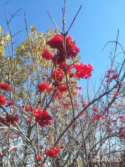 Сок калины замороженный