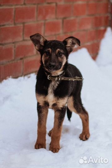 Щенок в добрые руки