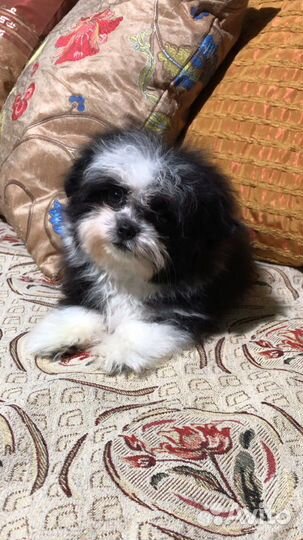 Щенки мальтипу