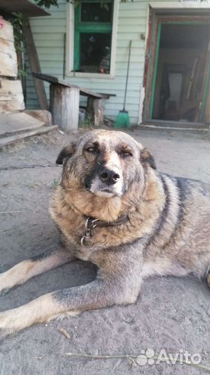 Щенки бесплатно