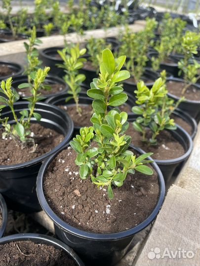 Черенки самшита