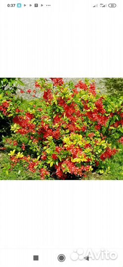 Айва японская саженцы