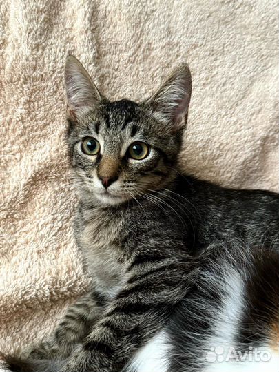 Мегаласковый полосатый котенок в дар 3,5 мес