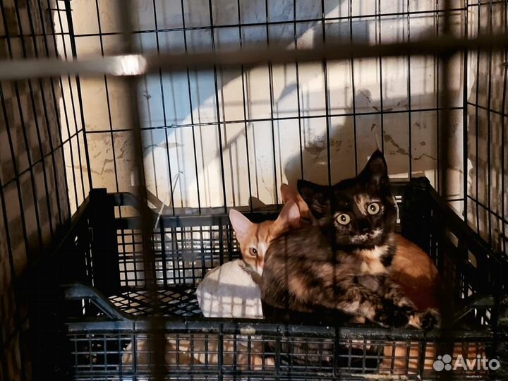 Котята в добрые руки