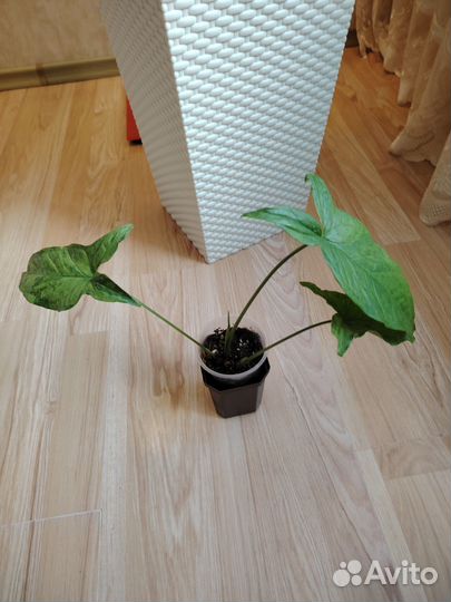 Сингониум Мохито