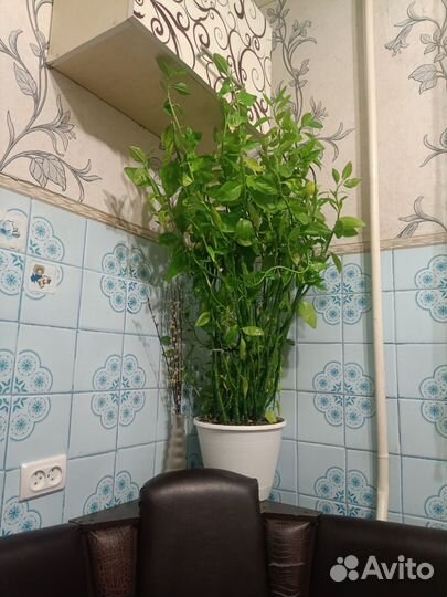 Педилантус