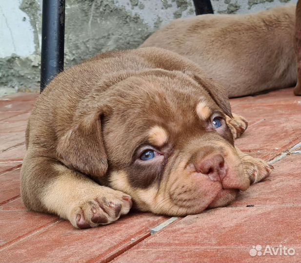 Американский булли микро экзот