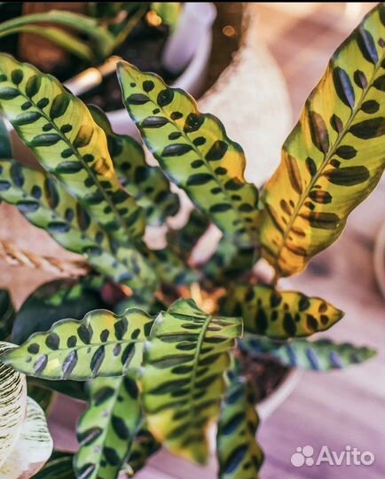 Калатея лансифолия