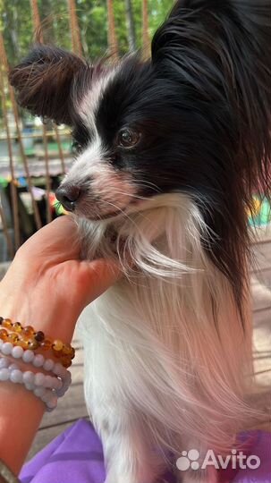 Вязка папийон