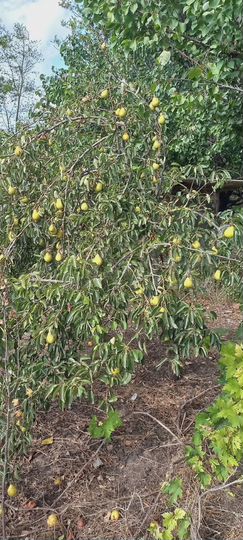 Дом 91 м² на участке 20 сот.