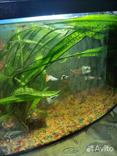 Аквариумные рыбки