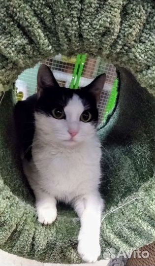 Монти ищет заботливую семью