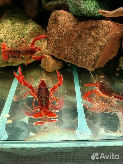 Рак аквариуиный