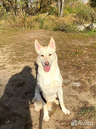 Спасите собаку