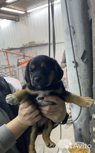 Одам в добрые руки