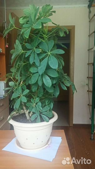 Цветок шефлера