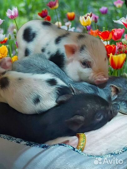 Карликовая свинка