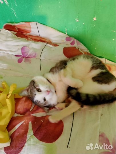 Котик в добрые руки