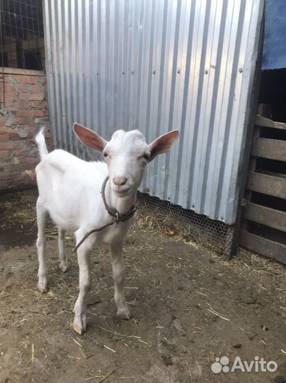 Козлик зааненский