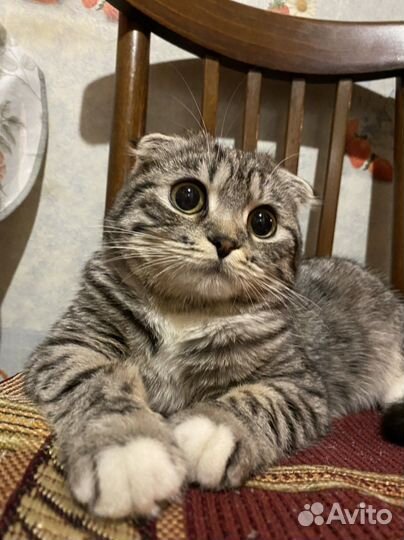 Вязка кошечка бесплатно