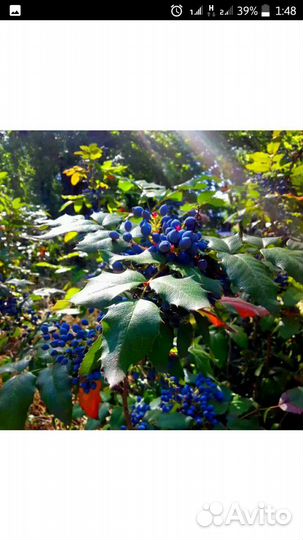 Магония(Орегонский виноград)