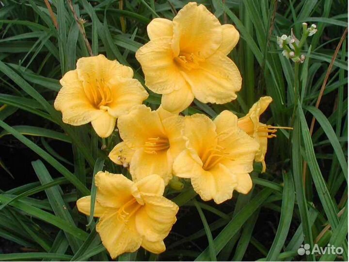 Карликовый лилейник Стелла Д Оро