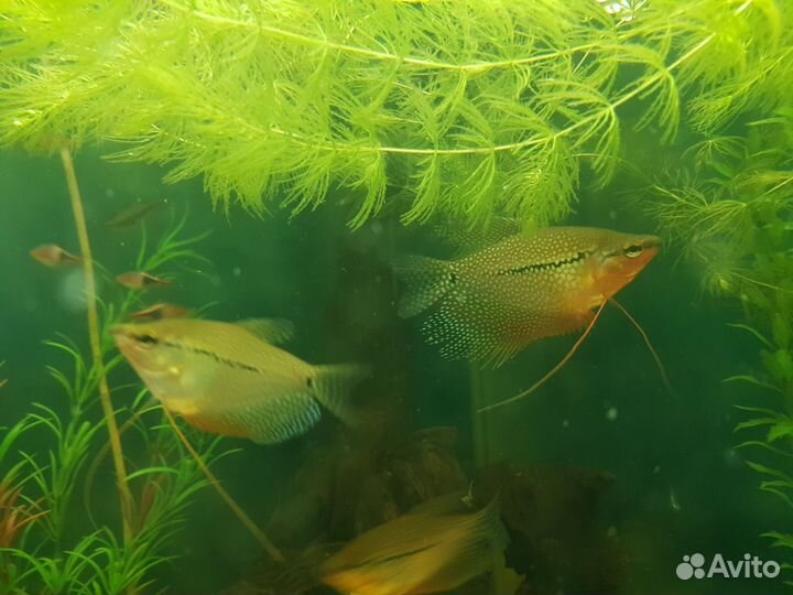 Гурами жечужный