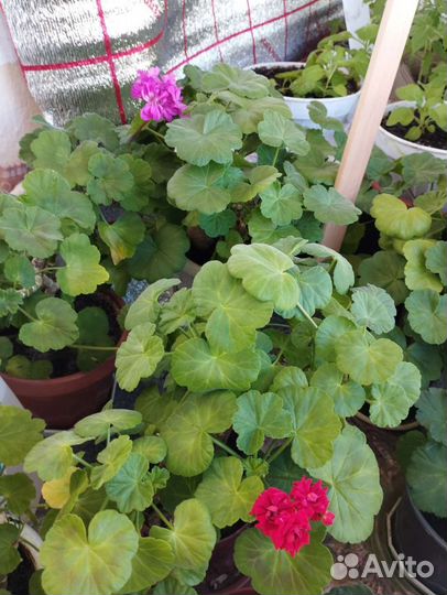 Синненгия цветущая и герань разная