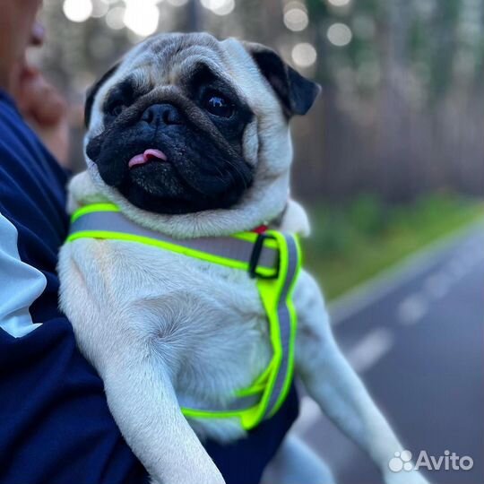 Щенки мопса