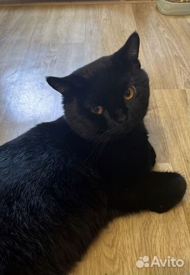 Работа по поиску кота